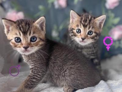 Bengal X Scottish Fold Kittens - Bengal - Gallery Photo #1