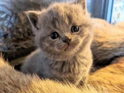 British Blue Short Hair Female Kitten - British Shorthair - Gallery Photo #1