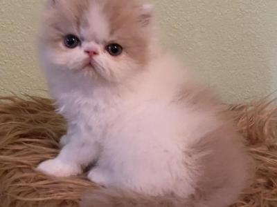 Lola Litter - Persian - Gallery Photo #1