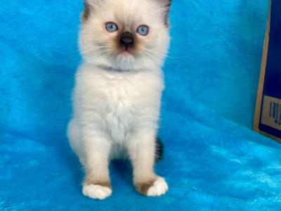 Mitted Seal Point Male - Ragdoll - Gallery Photo #1