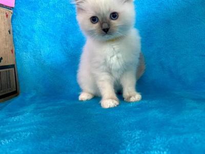 Mitted Blue Point Female - Ragdoll - Gallery Photo #1