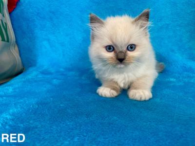 Mitted Blue Point Male - Ragdoll - Gallery Photo #1