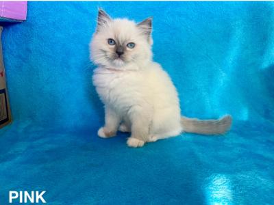 Mitted Blue Point Female - Ragdoll - Gallery Photo #1