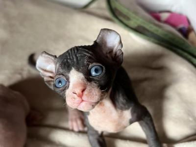 Marik - Sphynx - Gallery Photo #1