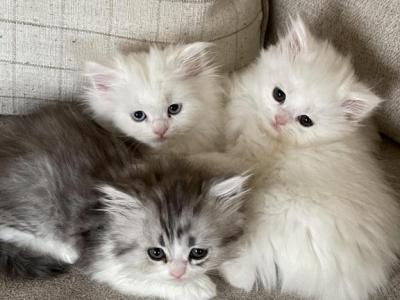 Fluffy Kittens - Persian - Gallery Photo #1