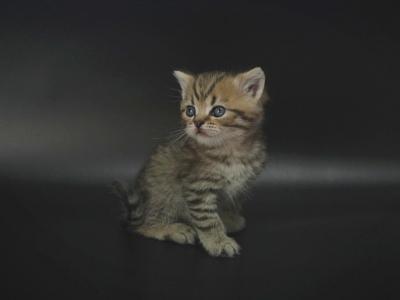 Litter F11 - British Shorthair - Gallery Photo #1