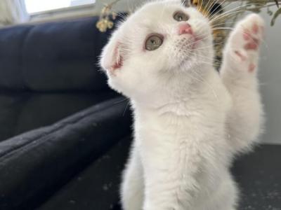 Rose - Scottish Fold - Gallery Photo #1