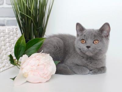 Luxor - British Shorthair - Gallery Photo #1