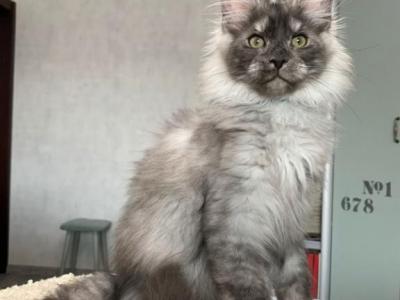 Grey - Maine Coon - Gallery Photo #1