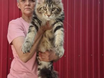 Diamond - Maine Coon - Gallery Photo #1