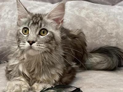 Amanda - Maine Coon - Gallery Photo #1