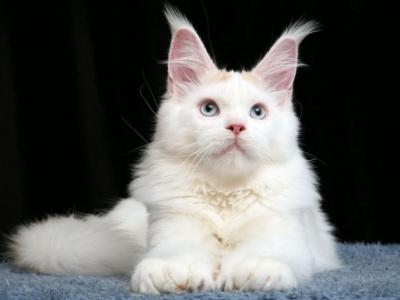 Hollywood Blue Eyes - Maine Coon - Gallery Photo #1