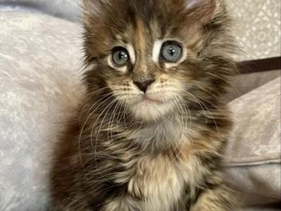 Helen - Maine Coon - Gallery Photo #1