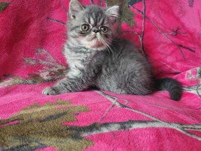 Blue Exotic Short Hair Persian Kitten - Exotic - Gallery Photo #1