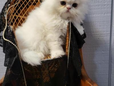 White Long Hair Male Persian Kittys - Persian - Gallery Photo #1