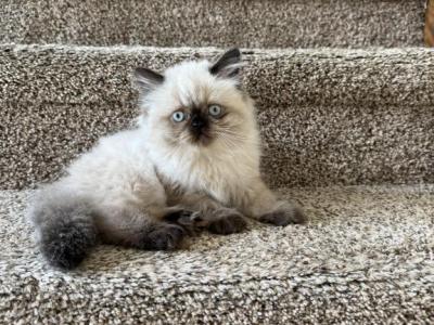 British Long Hair Male - British Shorthair - Gallery Photo #1