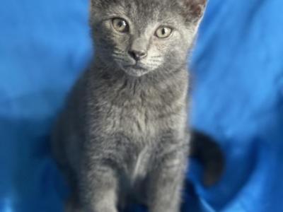 Vinny - Russian Blue - Gallery Photo #1