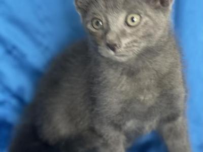 Velvet - Russian Blue - Gallery Photo #1