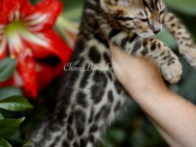 Romeo - Bengal - Gallery Photo #1