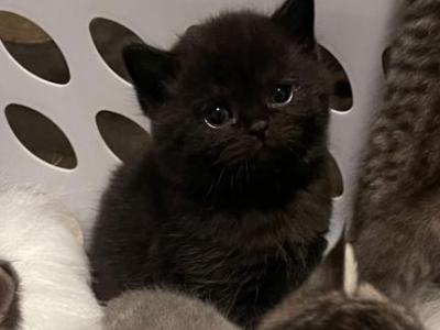 Chunky Kittens - Scottish Fold - Gallery Photo #1