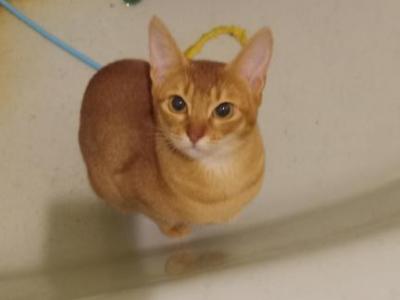 Big  RED - Abyssinian - Gallery Photo #1