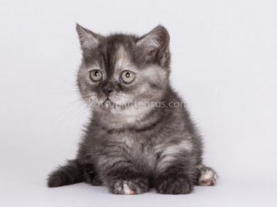 Sandra Munchkin Standard Black Smoke Tortie - Munchkin - Gallery Photo #1