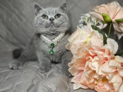 Bella - British Shorthair - Gallery Photo #1