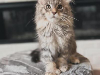 Emma - Maine Coon - Gallery Photo #1