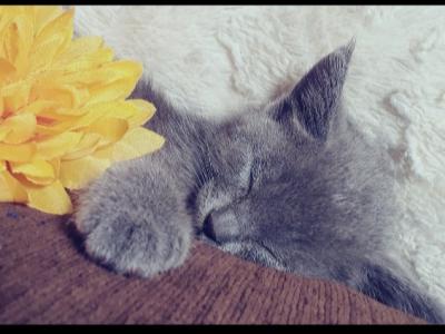 Russian Blue Kittens Very Lovely - Russian Blue - Gallery Photo #1