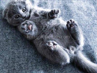 Chunky Baby Boy Blue Solid Teddy Bear - Scottish Fold - Gallery Photo #1