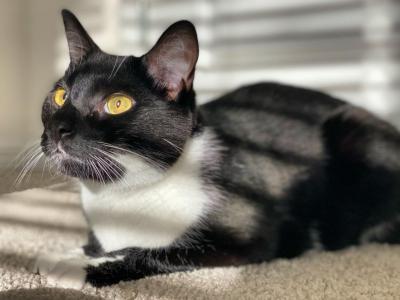 Mickey - American Shorthair - Gallery Photo #1