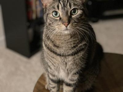 Gidget - American Shorthair - Gallery Photo #1