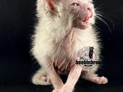 Black Chocolate Red Cream Blue And Lilac Lykoi - Lykoi - Gallery Photo #1