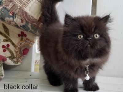 CFA Persian Black Color Male - Persian - Gallery Photo #1