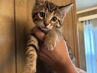 Bengal Kitten Female - Bengal - Gallery Photo #1