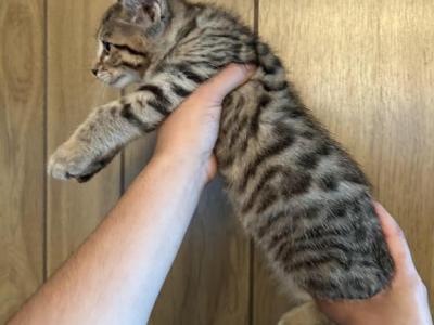 Bengal Kitten Female - Bengal - Gallery Photo #1