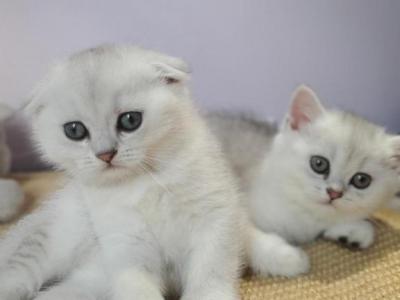 Scottish Babies - Scottish Fold - Gallery Photo #1