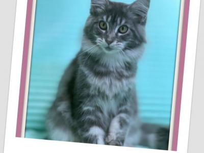 Nicole - Maine Coon - Gallery Photo #1