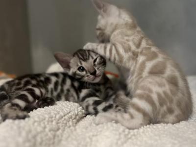 Silver Mink Female - Bengal - Gallery Photo #1