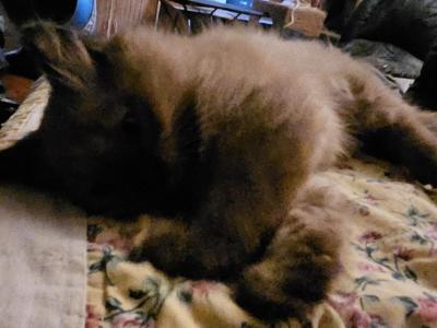 Seal Mink Gentleman - Ragdoll - Gallery Photo #1