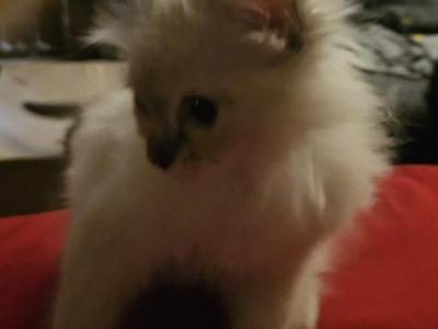 Blue Point Purring Machine - Ragdoll - Gallery Photo #1