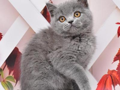 Milka - British Shorthair - Gallery Photo #1