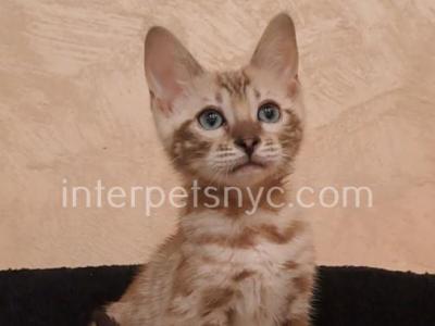 Silver - Bengal - Gallery Photo #1