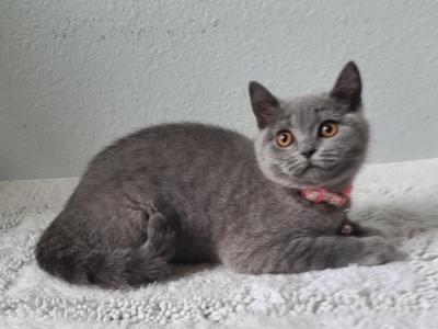 Blue Female British Shorthair - British Shorthair - Gallery Photo #1