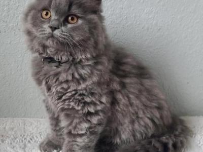 Blue Longhair Male Kitten - British Shorthair - Gallery Photo #1