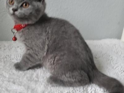 Blue Male Shorthairs - British Shorthair - Gallery Photo #1