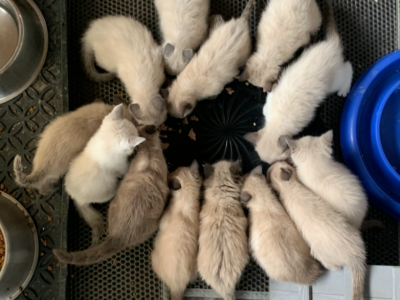 SIAMESE Kittens Ready To Go Now - Siamese - Gallery Photo #1