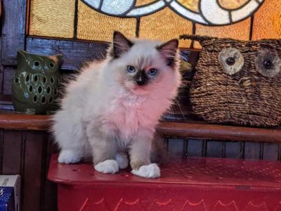 TICA Female Mitted Ragdoll Kitten - Ragdoll - Gallery Photo #1