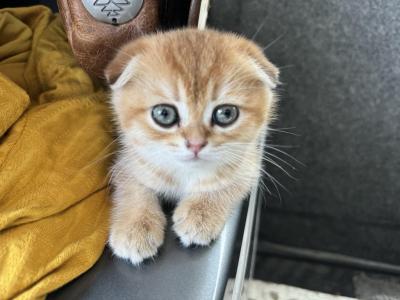 Roma - Scottish Fold - Gallery Photo #1