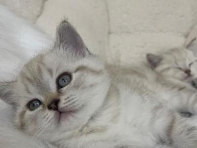 Beautiful Scottish Straight - Scottish Fold - Gallery Photo #1